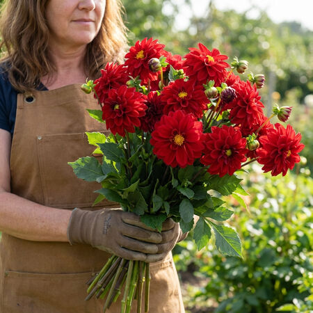 Red Shades Figaro, Dahlia Seeds - Packet image number null
